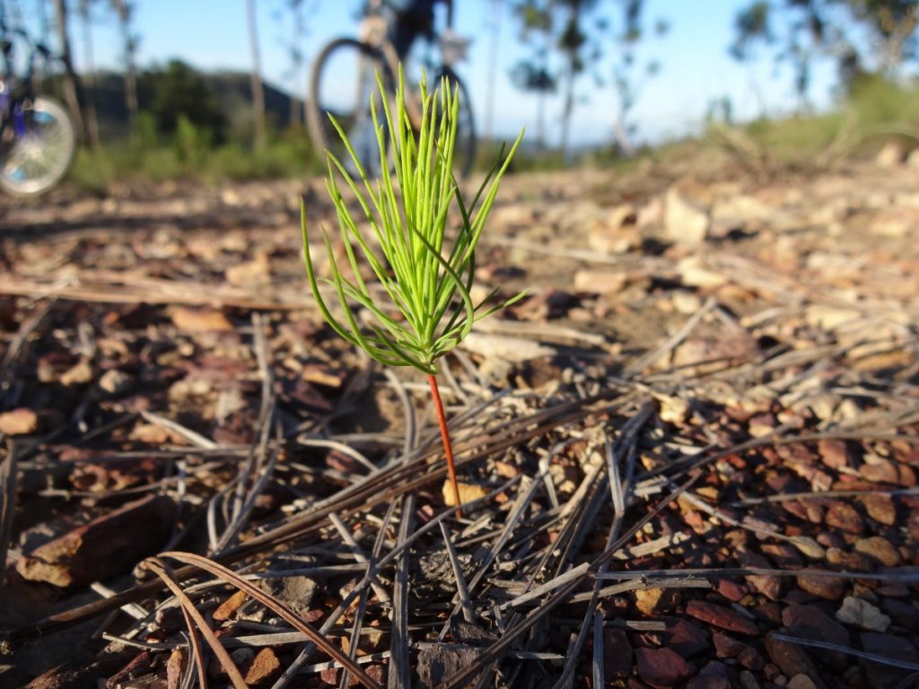 У юннатов Архангельска появился свой опытный сад — ECOLOG29.RU