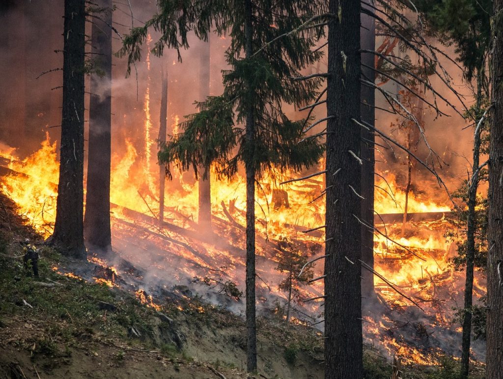 В лесах объявлена повышенная угроза возникновения пожаров — ECOLOG29.RU